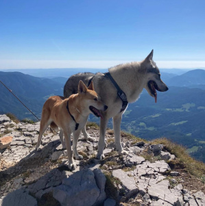 Albireo Echelon Wolf